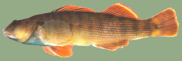 bluebreast fish
